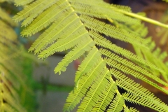 Leaves-of-Silver-Wattle