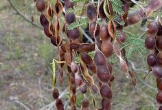 Mature-seed-pods-of-Silver-Wattle