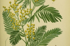 Plant-Illustration-of-Silver-Wattle