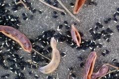 Seeds-and-pods-of-Silver-Wattle