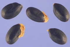 Seeds-of-Silver-Wattle