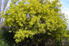 Silver-Wattle-Tree