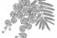 Sketch-of-Silver-Wattle