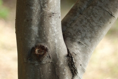 Trunk-of-Silver-Wattle