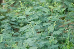 Young-Silver-Wattle-plant