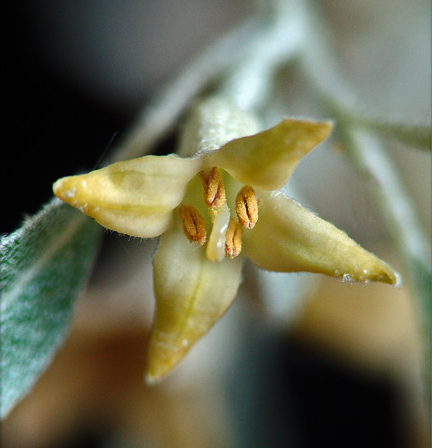 Closer-view-of-flower-of-Silverberry
