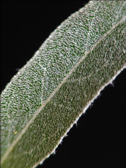 Closer-view-of-leaf-of-Silverberry