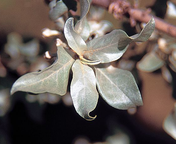 Leaves-of-Silverberry