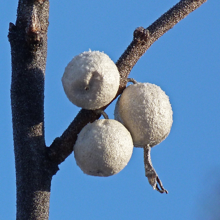 Mature-fruits-of-Silverberry