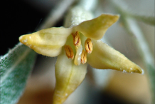 Closer-view-of-flower-of-Silverberry