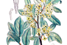 Plant-Illustration-of-Silverberry