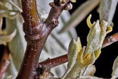 Branches-of-Silverberry