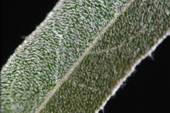 Closer-view-of-leaf-of-Silverberry