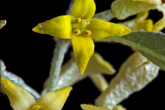 Flowers-of-Silverberry
