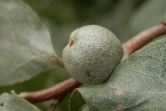 Immature-fruit-of-Silverberry
