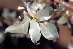 Leaves-of-Silverberry