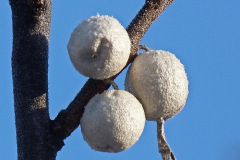 Mature-fruits-of-Silverberry