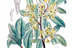 Plant-Illustration-of-Silverberry