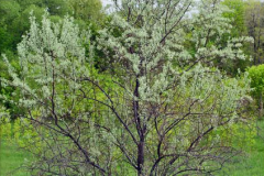 Silverberry-Plants