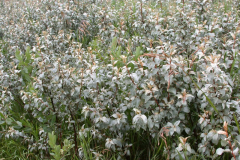 Silverberry-plant-growing-wild