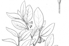 Sketch-of-Silverberry