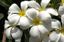 Closer-View-of-Singapore-Plumeria--flower