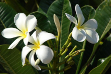 Flowers-of-Singapore-Plumeria
