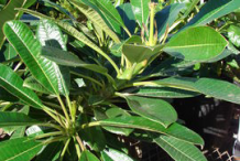 Leaves-of-Singapore-Plumeria