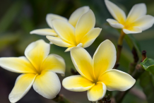 Other-Varieties-of-Plumeria