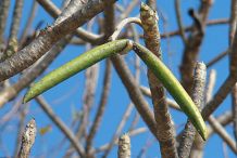 Seed-pod-of-Singapore-Plumeria