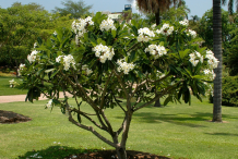 Singapore-Plumeria--Plant