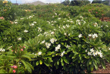 Singapore-Plumeria-plant-growing-wild