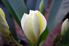 Buds-of-Singapore-Plumeria-plant