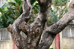 Trunk-of-Singapore-Plumeria