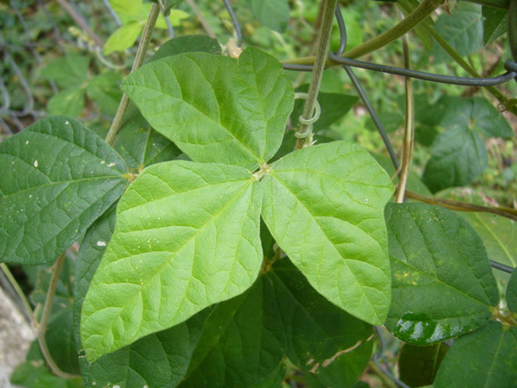 Leaves-of-Siratro