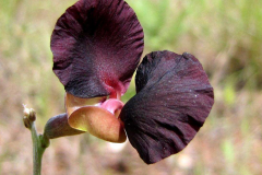 Flowers-of-Siratro