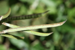 Immature-fruits-of-Siratro