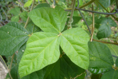 Leaves-of-Siratro