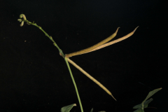 Mature-fruits-of-Siratro