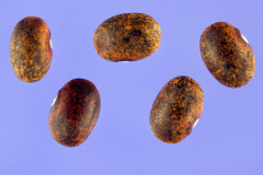 Mature-seeds-of-Siratro