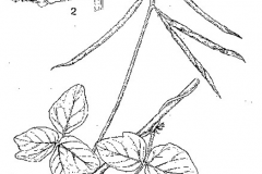 Plant-Illustration-of-Siratro