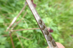 Seeds-of-Siratro