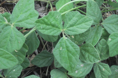 Siratro-Plant
