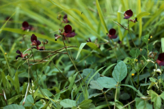 Siratro-plant-growing-wild