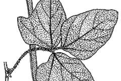 Sketch-of-Siratro