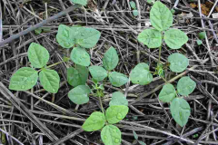 Small-Siratro-plant