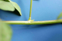 Stem-of-Siratro