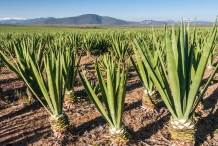 Sisal-farm