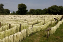 Sisal-fiber