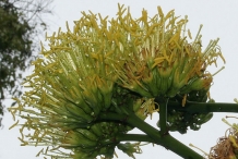 Sisal-flower